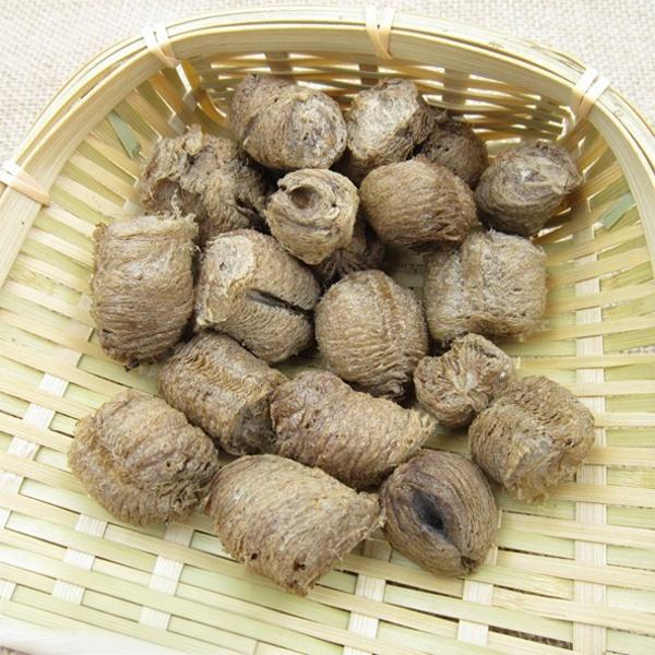 Ootheca Mantidis