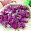 Dried Globe Amaranth Flowers for Tea