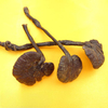 Wild Reishi Mushroom