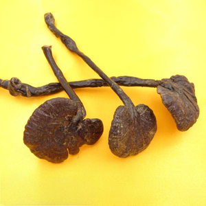 Wild Reishi Mushroom