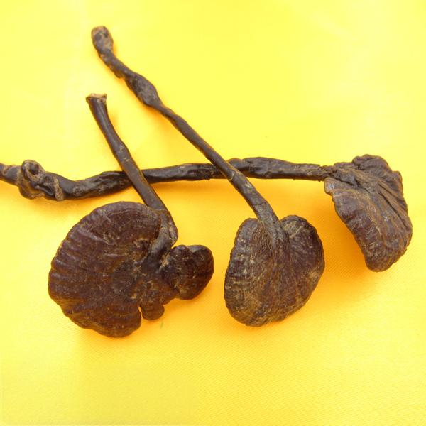 Wild Reishi Mushroom