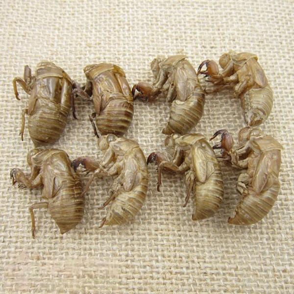 Periostracum Cicadae