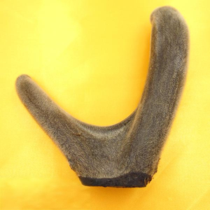 Cornu Cervi Pantotrichum