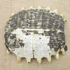 Carapax Trionycis