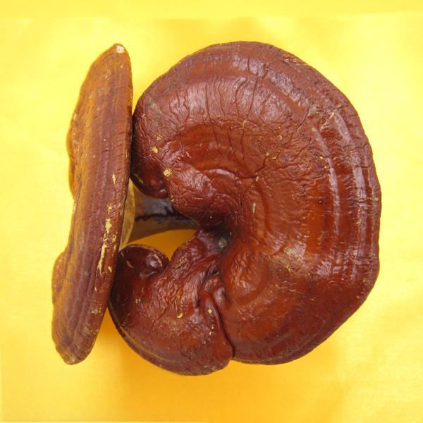 Reishi Mushroom (Ling Zhi)
