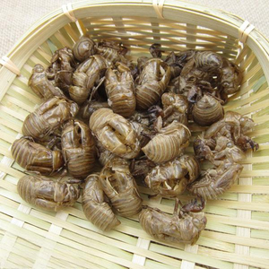 Periostracum Cicadae