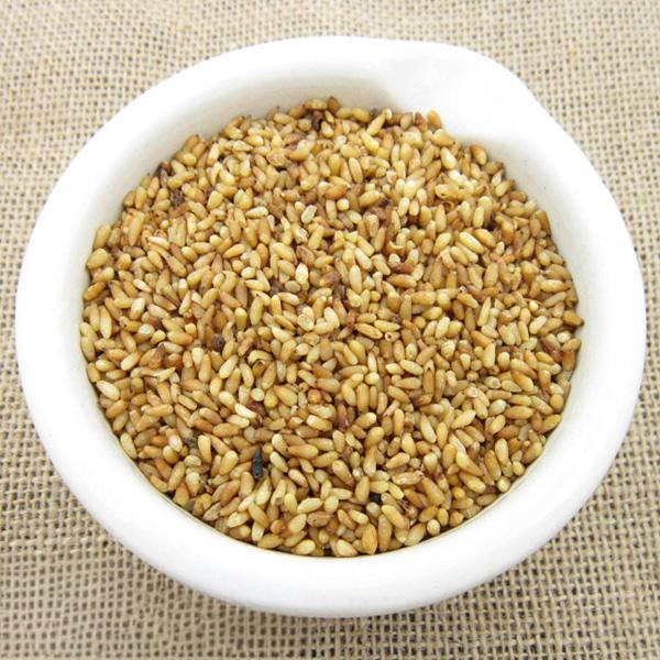 Arborvitae Seed Kernel