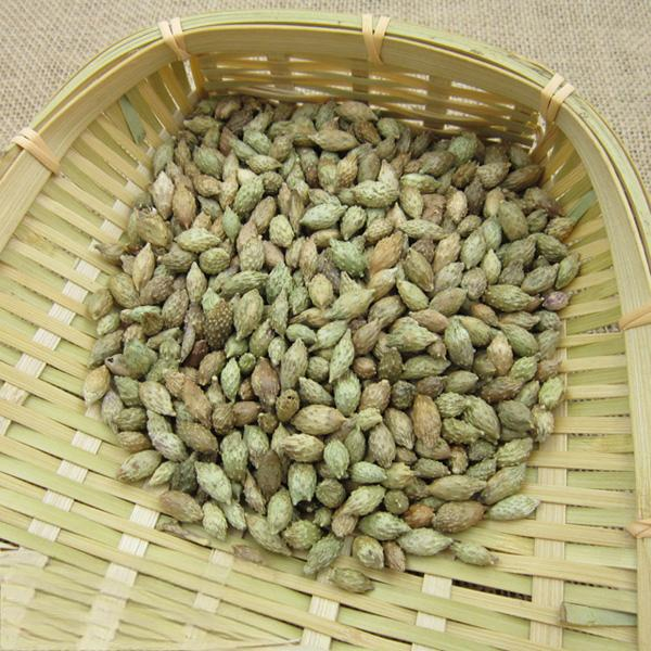 Xanthium sibiricum fruit