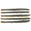 Scolopendra subspinipes mutilans