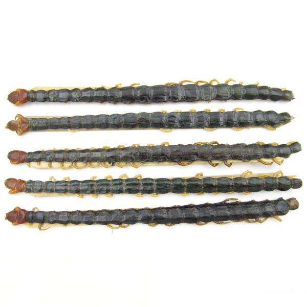 Scolopendra subspinipes mutilans