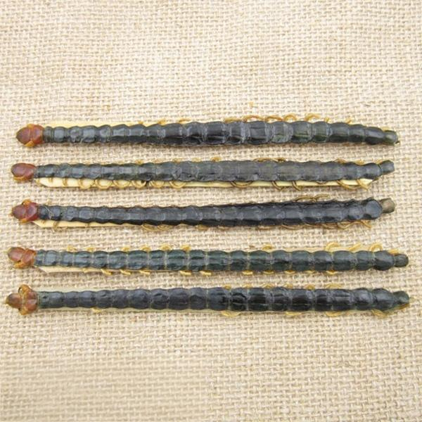 Scolopendra subspinipes mutilans