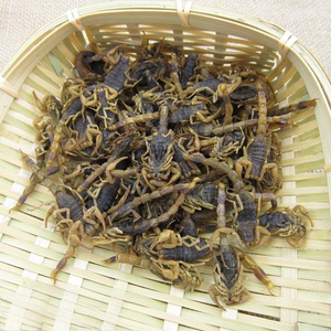 Buthus martensii Karsch