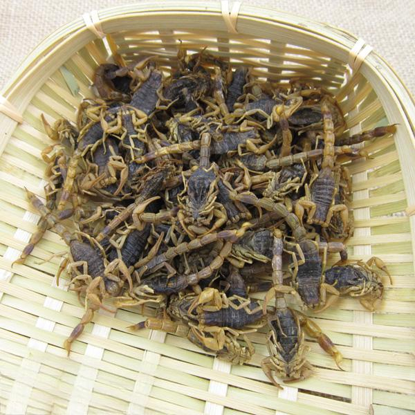 Buthus martensii Karsch