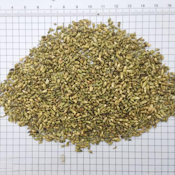 Flos Sophorae Immaturus